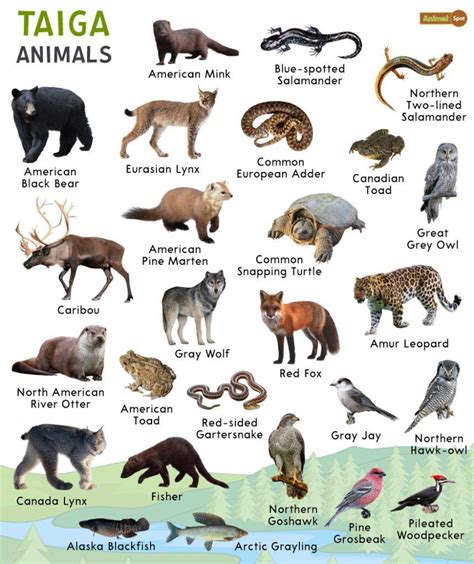 taiga plants and animals.
